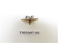 藏品(膜翅目(蜂))的圖片